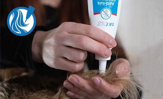 STAP 1: Breng Licener aan op droog haar. Masseer de shampoo goed in om al het haar vanaf de hoofdhuid tot in de puntjes te bedekken
