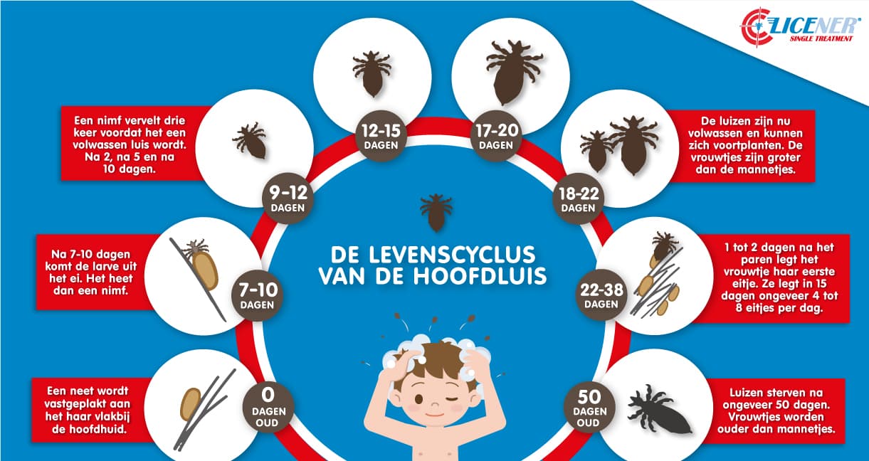 De levenscyclus van de hoofdluis